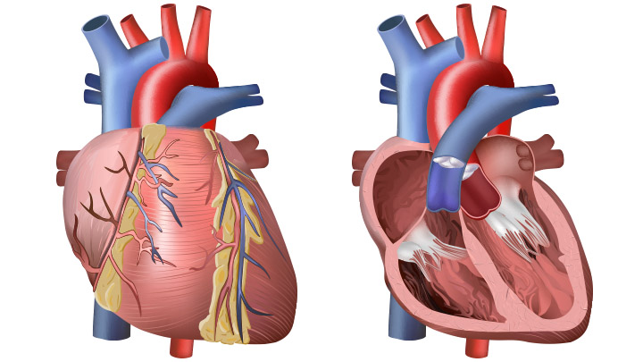 Heart and Circulation: Outside and Inside | BioEd Online