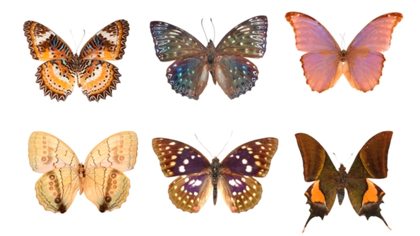 Diversity and Classification