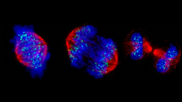 Cells