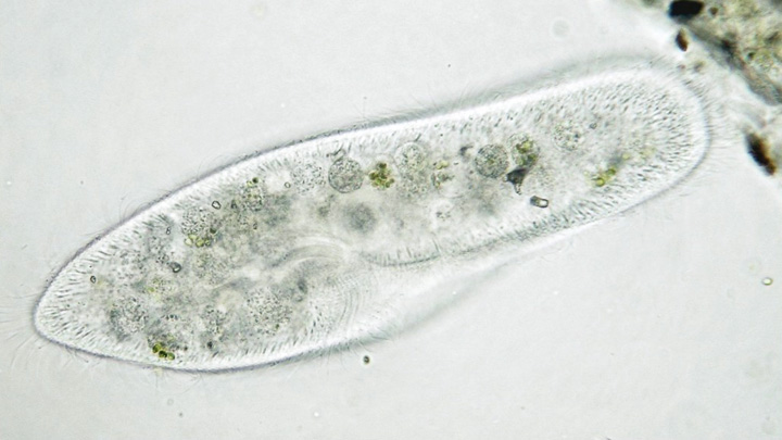 Pond Water Microorganisms Chart