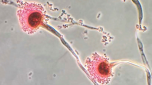 Microorganisms