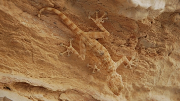 Mimicry and Camouflage | BioEd Online Mimicry and Camouflage | BioEd Online