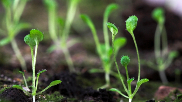 Plants: Form and Function