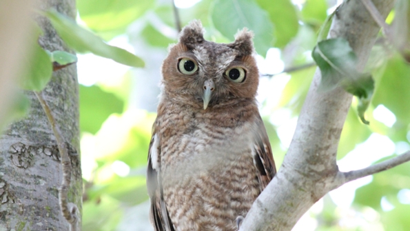 Animals: Form and Function