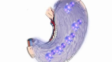 What Causes Your Stomach to Growl? | BioEd Online