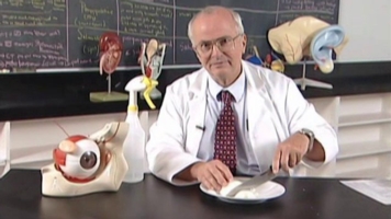 Why Do Onions Make You Cry? | BioEd Online