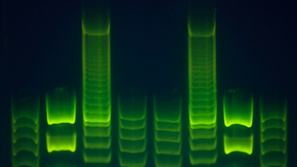 Molecular Genetics