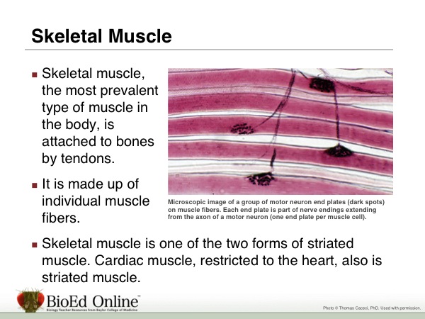 Overview of the Muscular System | BioEd Online