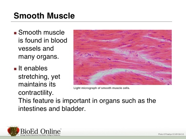 Overview of the Muscular System | BioEd Online