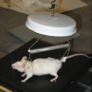 Lunar Mouse.
