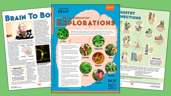 Brain Chemistry Explorations