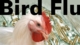 Bird Flu, Updated