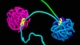How Does DNA Fold? The Loop Extrusion Model