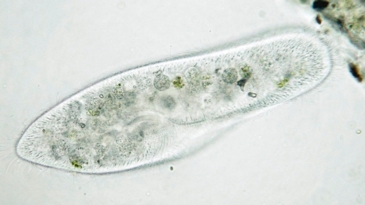 Observing Different Microbes