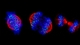 Cells