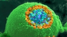 Thumbnail Image for Neurotransmitters Contain Chemicals