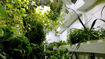 Do Plants Need Light?
