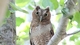 Animals: Form and Function