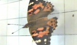 Thumbnail Image for Wing Color, Painted Lady Butterfly