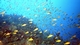 Relationships Between Organisms and the Environment